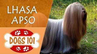 Dogs 101 - LHASA APSO - Top Dog Facts About the LHASA APSO