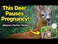 The Amazing Deer That Can Pause Its Pregnancy 🦌 | Roe Deer
