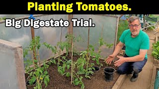 Tomato Planting | Crimson Crush | 1st Batch of Tomatoes | Bio Digestate Trial | Green Side Up