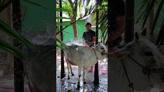 এই গরমে যেভাবে গরুদেরকে গোসল করাই #shorts #cow #bath #minivlog