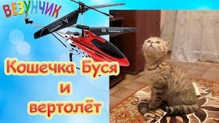 Котенок играет с вертолетом. Кошечка Буся - просто няшка :) #котенокИграет