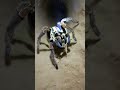 Wolf Spider POV Inside Its Burrow | Real Micro Camera Experiment