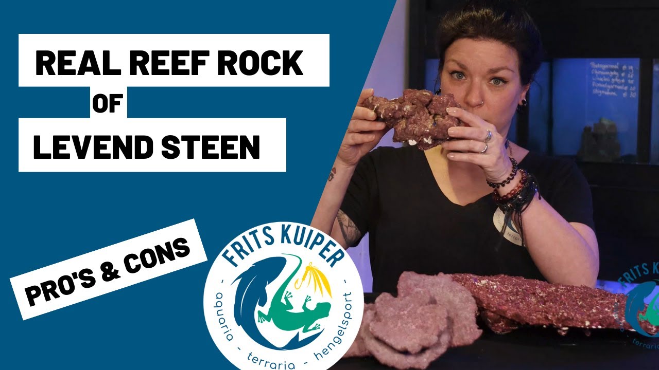 Versnel lava Lionel Green Street Real reef rock of levend steen voor het zee aquarium - YouTube