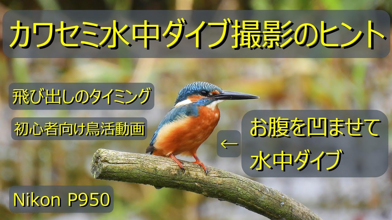 カワセミ　水中ダイブ撮影のヒント　お腹を凹ませて飛び出しのタイミング