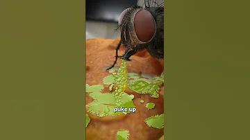 How Flies Actually Eat Your Food 