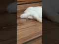 うさぎの出産😂 Birth of a rabbit 🐇