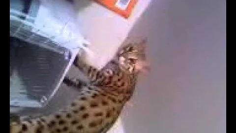 Watch the video about F1 Asian Leopard Cat does not like the scent of his new brother on my hands.