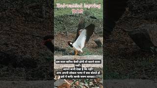 Red-wattled Lapwing (टिटोडी) #birds #nature #birdspecies #shorts #viral #trending #ytshorts #short
