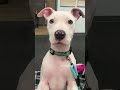 hopefully she’ll hit her Q1 goals! 🐾📈 #missbilly #billythepitty #dogatwork #puppyplaytime