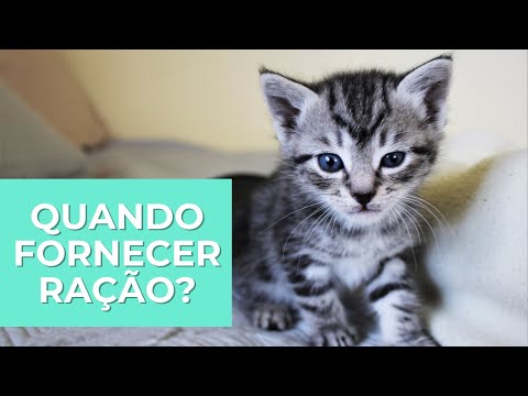 Vídeo: Os gatinhos podem comer comida dura?