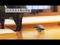 【総集編】猫が好きすぎてスキルアップしたスケボー亀【I love cats and improve my skills! skateboard turtle】
