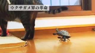 【総集編】猫が好きすぎてスキルアップしたスケボー亀【I love cats and improve my skills! skateboard turtle】