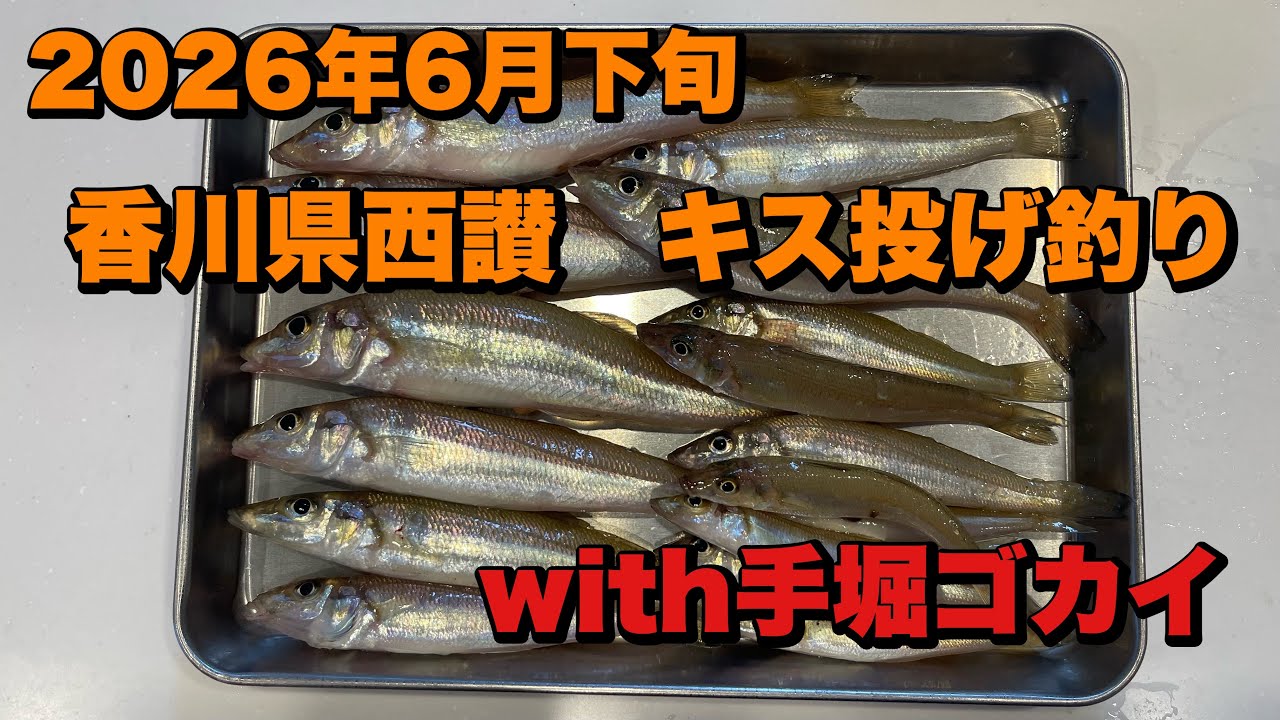 2026年6月下旬 香川県 西讃 キス 投げ釣り - YouTube 2026年6月下旬 香川県 西讃 キス 投げ釣り - YouTube