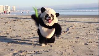 Panda Puppy Attacks California Beach! by Huxley the Panda Puppy & Eugenia 193,889 views 7 years ago 35 seconds