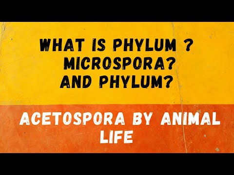 Video: Cos'è il phylum Zoomastigina?