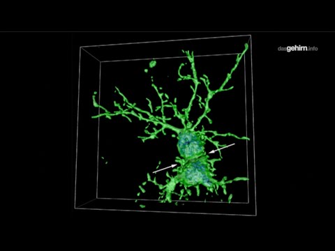 HHU - Neurobiologie Veranstaltungs Dokumentation (2019): Thema 