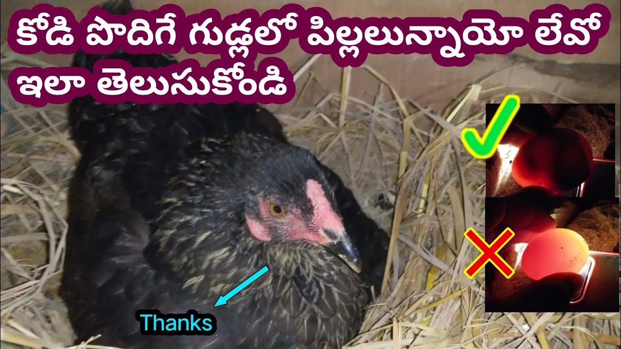 Brooding Egg's Checking Live Or Not | @youngfarmeratoztelugu