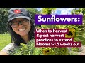 Sunflowers when to harvest  post harvest practices to extend blooms 115 weeks out