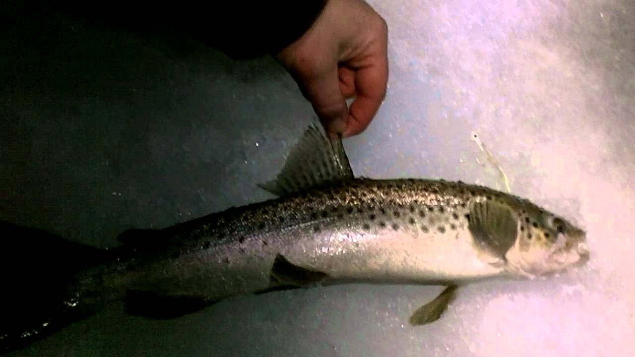 Palisades Reservoir 2/13/12 Ice Fishing YouTube