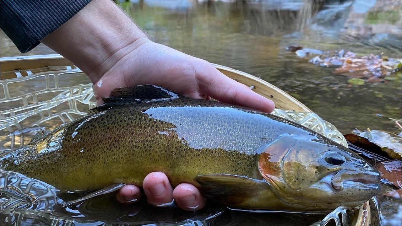 Gila Trout Fly Fishing FLY FISHING ARIZONA YouTube