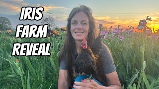 Don't Miss Out: Iris Farm Opening Weekend