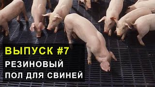 Полы в свинарнике. Почему выбрали резиновый пол для свиней.  Выпуск 7