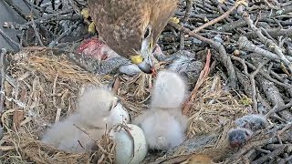 Two Hungry Hawk Nestlings Enjoy Second Breakfast at the #CornellHawks Nest | April 28, 2024