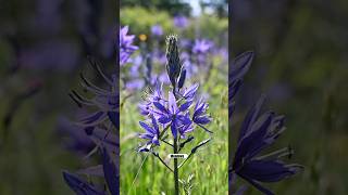 Planting CAMASSIA — Underutilized Bulbs #gardening
Camassia are underutilized bulbs with striking blue, lavender or white racemes that work particularly well in slightly wet areas in dappled shade or full sun. I planted over 100 of them over two years ago now and Ill be planting more to add to the mix. Planting CAMASSIA — Underutilized Bulbs #gardening