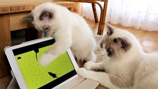 Ragdoll Merlin and Kitten Nerina are testing Ipad Games