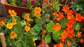 How to Grow and Care Nasturtium Plant || Fun Gardening - YouTube