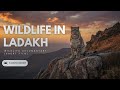 Ladakh Wildlife Documentary | Snow Leopard &amp; Himalayan Blue Sheep
