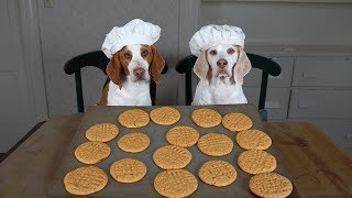 Dogs Make Peanut Butter Cookies: Funny Dogs Maymo, Potpie \& Penny