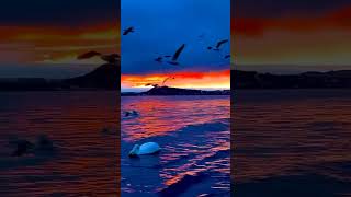 Лебеди на закате у крымских берегов