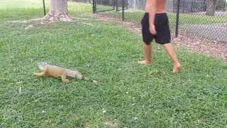 Cool iguana I know didn't catch in vids but I did after
