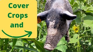 How to Supercharge Poor Soil with Cover Crops and Pigs