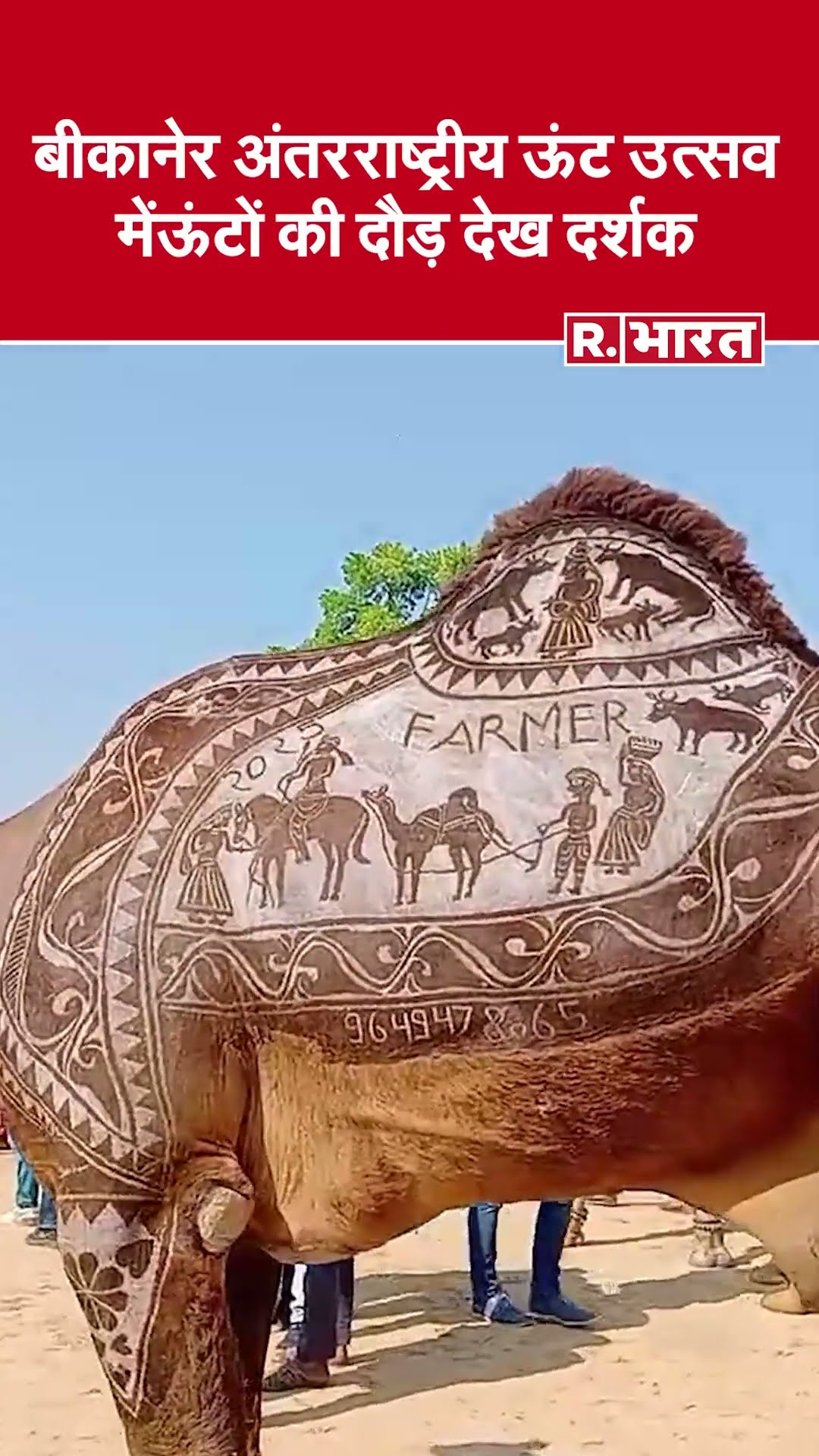 Bikaner camel festival 2025 : ऊंट के नृत्य और दौड़ को देख रोमांचित हुए दर्शक | Shorts | Rajasthan