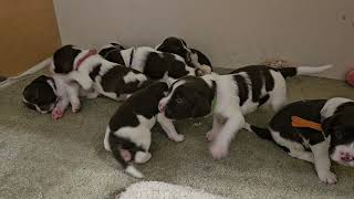 Walking Puppy's, English Springer Spaniel Puppy's 2.5 Weeks old. by Wixy Belle 572 views 4 weeks ago 4 minutes, 24 seconds