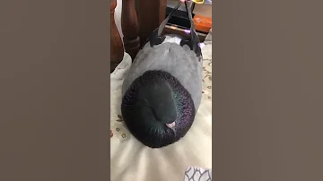 Pigeon Cooing Sound 