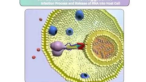 The Influenza Infection Process