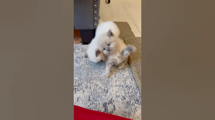 Video 11569661: ragdollcat cutecat cat, ragdollcat cat pets, ragdollcat kitty, cat ragdollcat cute, cat best pets, kitten