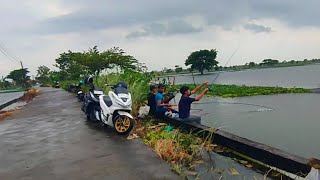 Download Lagu Semua pemancing yang mancing liaran tebasan bayar 15 ribu disini panen ikan besar besar semua MP3