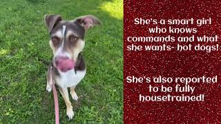 MEET RUBY AT KC PET PROJECT