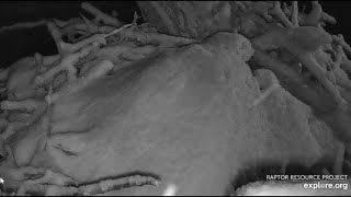 Decorah Eagles~Snow Storm Buries HM-Watch her Break Out Of Her Igloo-View of Eggs-HD Arrives_3.23.23