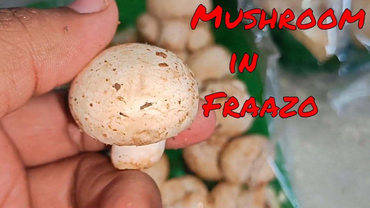 Mushroom in Fraazo | Mushroom | Mushroom Manchurian | Mushroom Curry | Fraazo