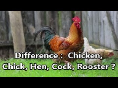 What is Chicken, Chick,  Hen , Cock, Rooster etc.