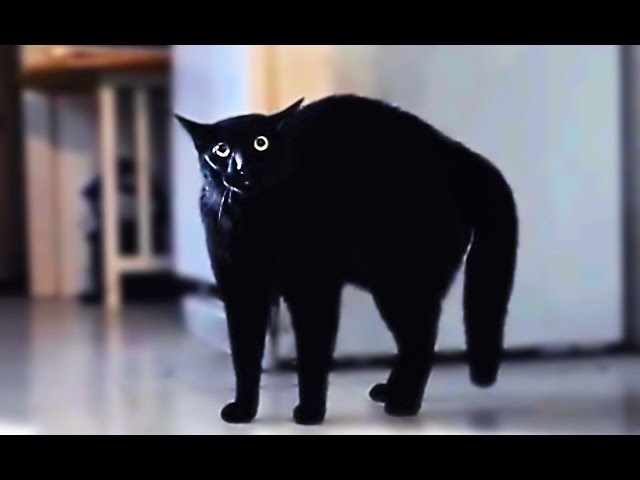 Funniest Scaredy Cats Compilation 