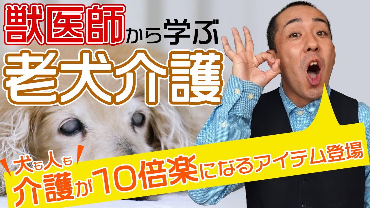 【老犬必見！】獣医師から学ぶ介護！飼い主もワンコもこれで楽になる！！エンディング後に重大告知！！-予告-「飛行機」