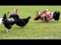 Chickens Mating Hen - جفتگیری مرغ - رفتار های جفت گیری مرغ