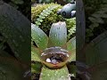 Robotics #98 | The Epiphyte Gardener (Air Plant Care) | Tropical & Rainforest Extreme Series
