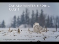 Canada winter birding Part 1